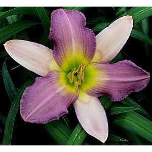 Hemerocallis 'Nile Crane' - Sásliliom