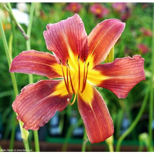 Hemerocallis 'Purple Waters' - Sásliliom