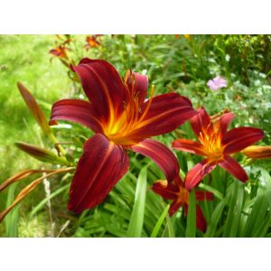 Hemerocallis 'Sammy Russell' - Sásliliom