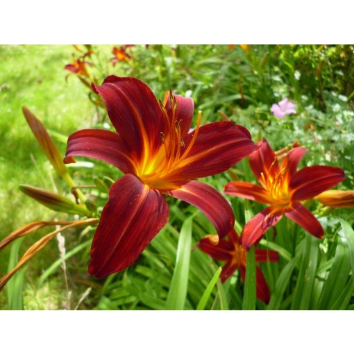 Hemerocallis 'Sammy Russell' - Sásliliom