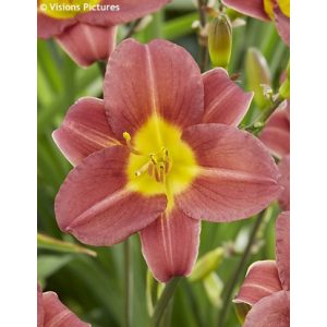 Hemerocallis 'Scarlet Breeze' - Sásliliom