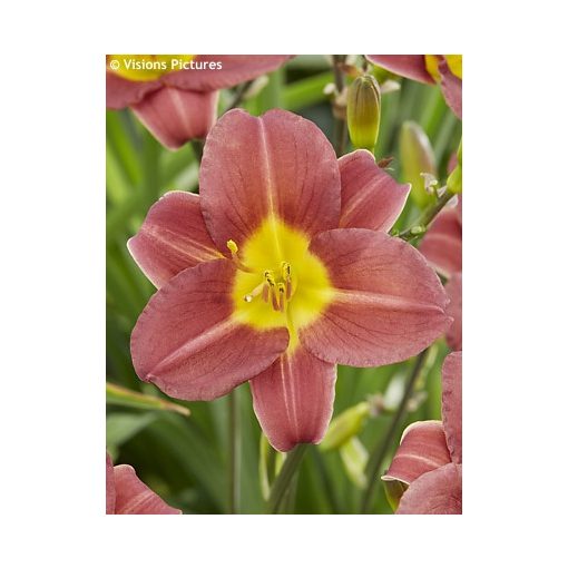 Hemerocallis 'Scarlet Breeze' - Sásliliom