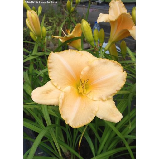 Hemerocallis 'Serena Sunburst' - Sásliliom