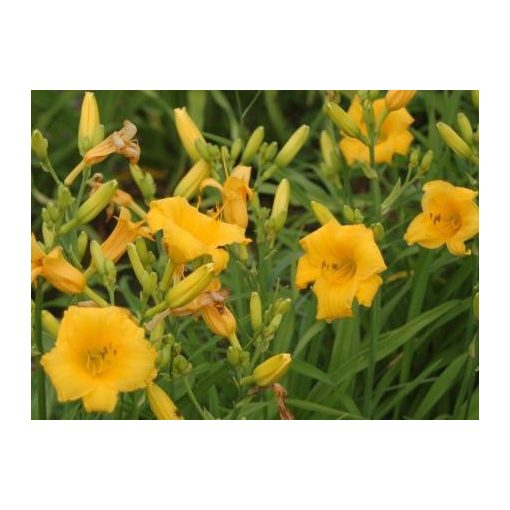 Hemerocallis 'Yellow Lollipop' - Sásliliom