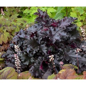 Heuchera Black Tafetta - Tűzgyöngyvirág