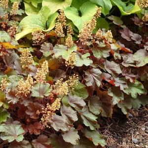 Heuchera Blondie - Tűzgyöngyvirág