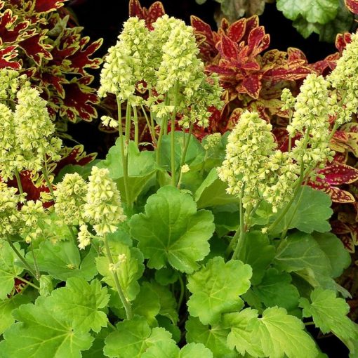 Heuchera Blondie In Lime - Tűzgyöngyvirág