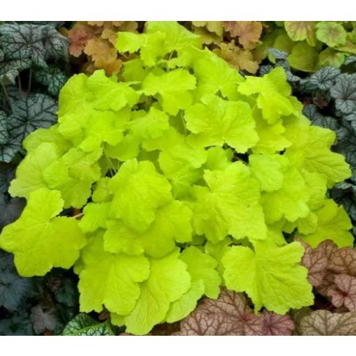 Heuchera Citronelle - Tűzgyöngyvirág