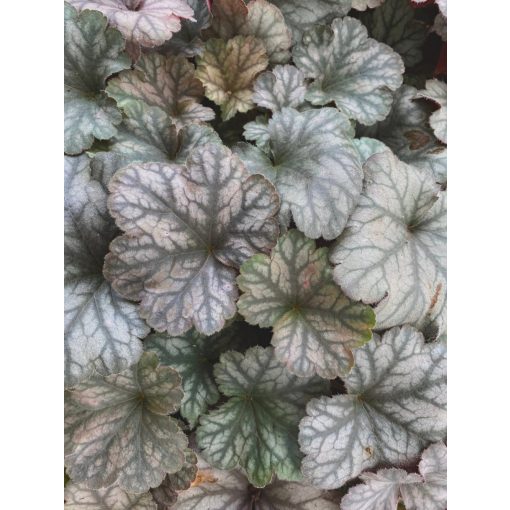 Heuchera Flores Sea - Tűzgyöngyvirág