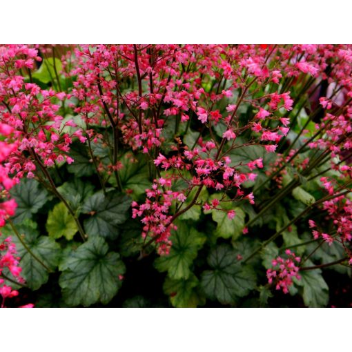 Heuchera Flower Power - Tűzgyöngyvirág