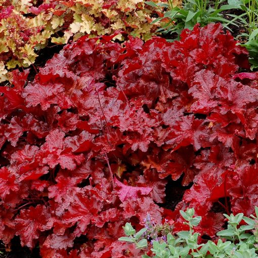 Heuchera Forever Red - Tűzgyöngyvirág