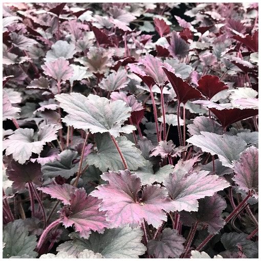 Heuchera Frosted Violet - Tűzgyöngyvirág