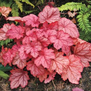 Heuchera Georgia Peach - Tűzgyöngyvirág