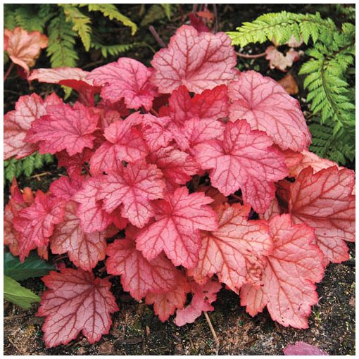 Heuchera Georgia Peach - Tűzgyöngyvirág