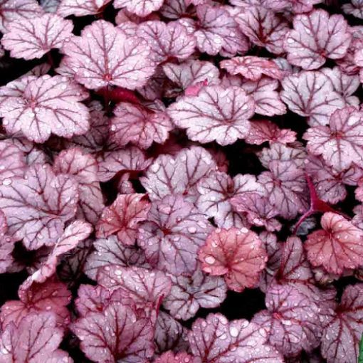 Heuchera Georgia Plum - Tűzgyöngyvirág