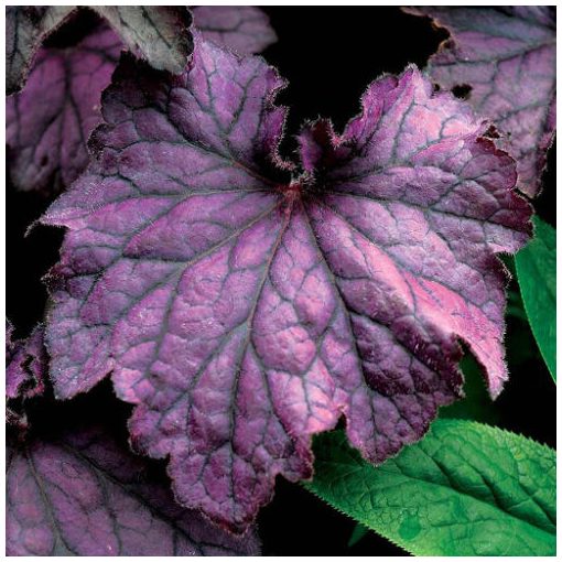 Heuchera Grande Amethyst - Tűzgyöngyvirág