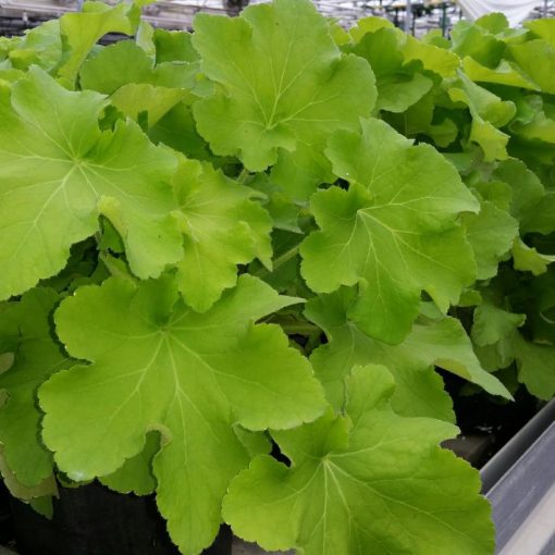 Heuchera Guacamole - Tűzgyöngyvirág