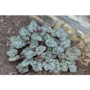 Heuchera Jade Gloss - Tűzgyöngyvirág