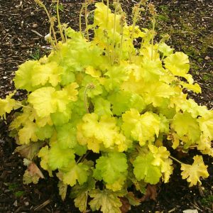 Heuchera Lemon Chiffon - Tűzgyöngyvirág