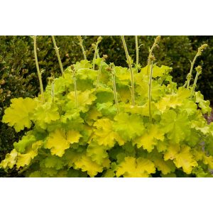 Heuchera Lemon Love - Tűzgyöngyvirág