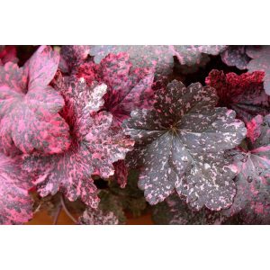 Heuchera Midnight Rose - Tűzgyöngyvirág