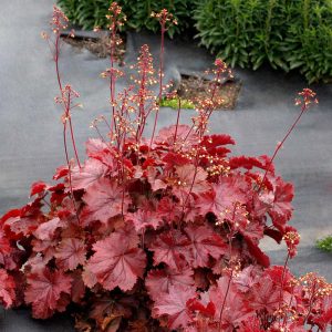 Heuchera Northern Exposure Red - Tűzgyöngyvirág