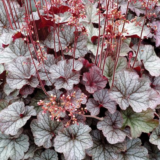 Heuchera Northern Exposure Silver - Tűzgyöngyvirág