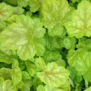 Heuchera Pretty Perinne - Tűzgyöngyvirág