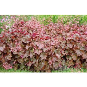 Heuchera Rachel - Tűzgyöngyvirág