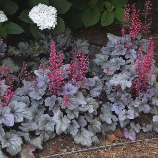 Heuchera Silver Gumdrop - Tűzgyöngyvirág