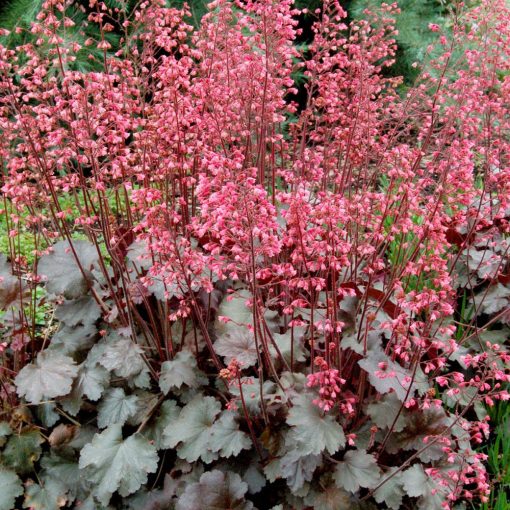 Heuchera Vesuvius - Tűzgyöngyvirág