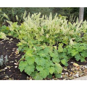 Heuchera villosa - Tűzgyöngyvirág