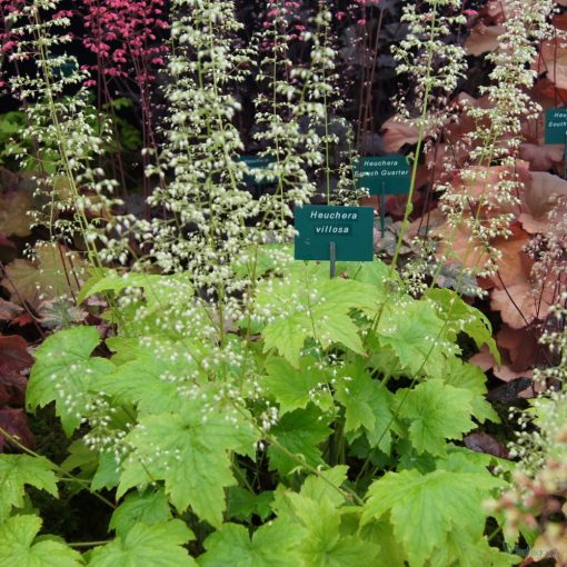 Heuchera villosa Chantilly - Tűzgyöngyvirág