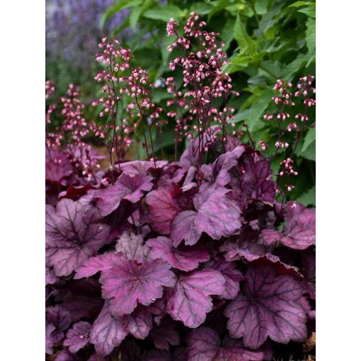 Heuchera Wild Rose - Tűzgyöngyvirág