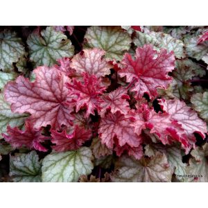 Heuchera World Caffé Amaretto - Tűzgyöngyvirág