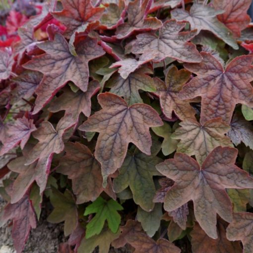 Heucherella Art Deco - Turbáncső