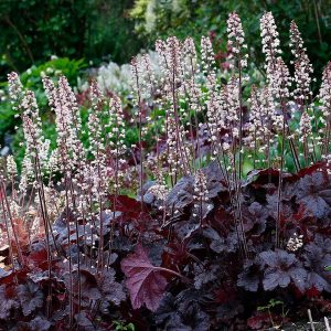 Heucherella Onyx - Turbáncső