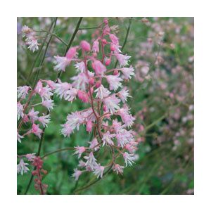 Heucherella Pink Whisper - Turbáncső