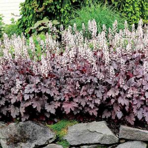 Heucherella Plum Cascade - Turbáncső