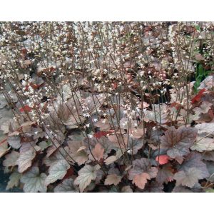 Heucherella Quicksilver - Turbáncső