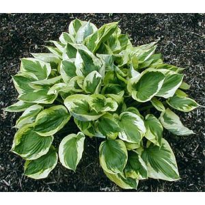 Hosta 'Austin Dickinson' - Árnyékliliom