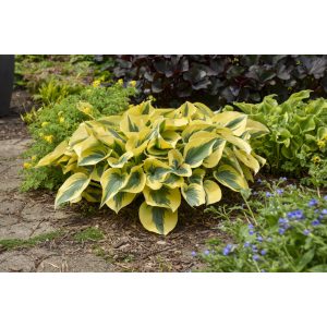 Hosta 'Autumn Frost' - Árnyékliliom