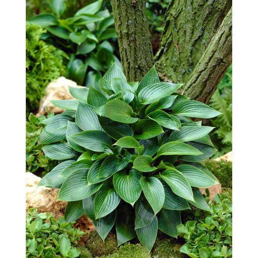 Hosta 'Devon Green' - Árnyékliliom