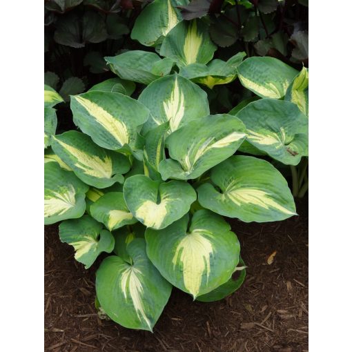 Hosta 'Dream Queen' - Árnyékliliom