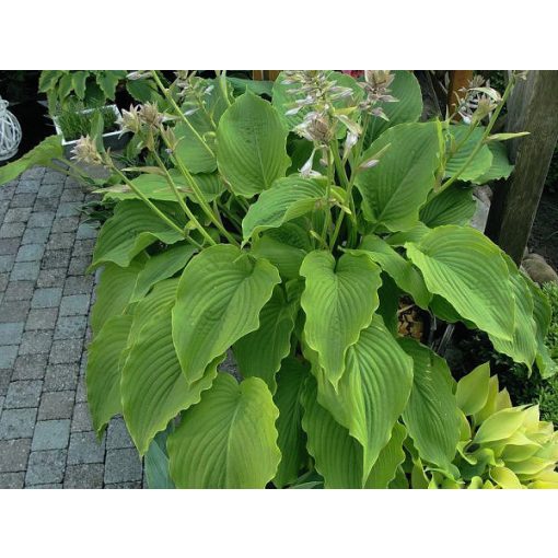 Hosta elata - Árnyékliliom