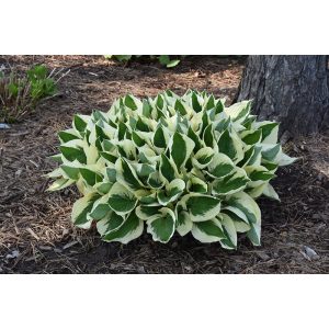 Hosta 'Patriot' - Árnyékliliom