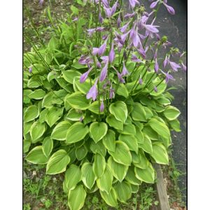 Hosta 'Golden Tiara' - Árnyékliliom