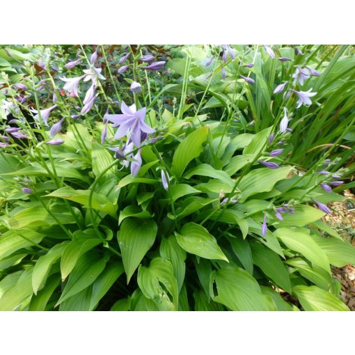 Hosta lancifolia - Árnyékliliom