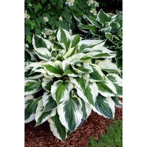 Hosta 'Minute Man' - Árnyékliliom