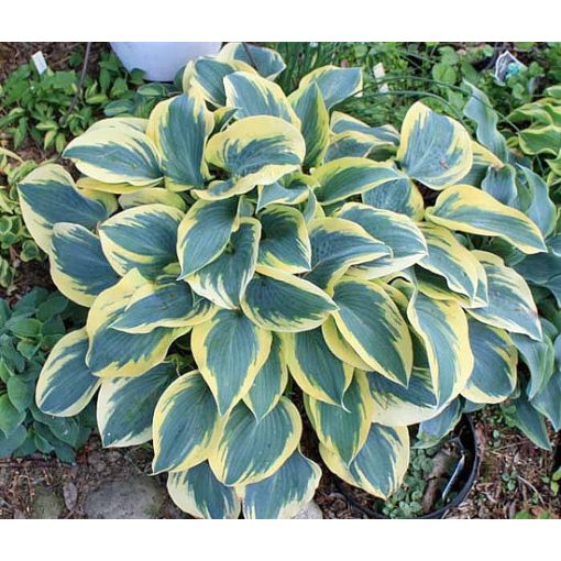 Hosta 'Permafrost' - Árnyékliliom